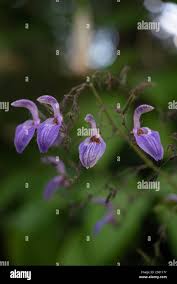 Image result for Brillantaisia pubescens