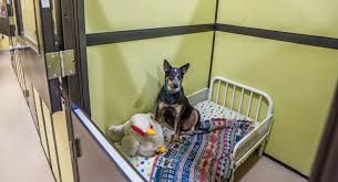 Doggy day care, boarding, boutique,bakery & grooming spa Nashville Nc Pet Boarding Grooming And Doggy Daycare Wags East Pet Resort 928 Eastern Ave Nashville Nc 27856