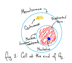 What happens to plant cells at the end of mitosis. What Are Five Stages Of Mitosis