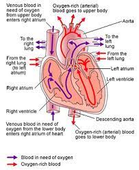 Pin On Heart Function