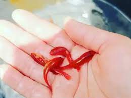 乾) 敏魚乾 (敏魚乾) 鱊乾 (鱊乾) 紅虎魚乾 (紅虎魚乾) 海魴乾 (海魴乾) 長鰭菱牙鮨乾 (長鰭菱牙鮨乾) 單鰭魚乾 (單鰭魚乾) 海鮒乾 (海鮒乾). Sb9f35rfel1n4m