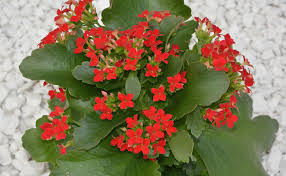 Les plantes d'intérieur, souvent nommées plantes vertes, peuvent pourtant offrir de jolies fleurs. Kalanchoe Rempotage Entretien Culture Et Arrosage