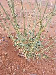 Image result for Kohautia caespitosa