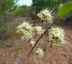 Image result for Coptosperma rhodesiacum