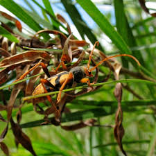 Image result for Aframmi longiradiatum