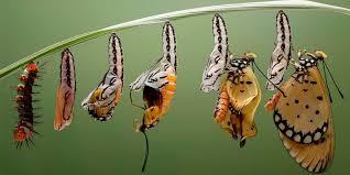 BIOLOGÍA  EVOLUTIVA