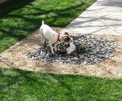 8 Great Backyard Ideas To Delight Your Dog Dog Backyard Dog Friendly Backyard Dog Friendly Garden