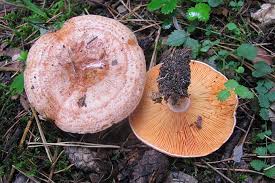 Viele schmackhafte pilze lassen sich im eigenen garten anbauen. Die Beliebtesten Speisepilze Nabu