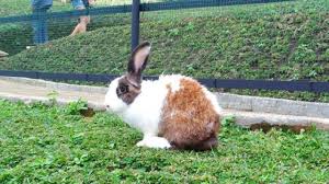 Check spelling or type a new query. 14 Tips Membawa Kelinci Jarak Jauh Arenahewan Com