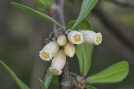 Image result for Jatropha hirsuta