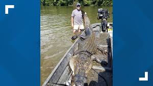 The gators that you rarely hear about, but definitely still exist, are the ones living in north alabama, along the tennessee river. Florence Hunters Catch 12 Foot 726 Pound Gator Wltx Com