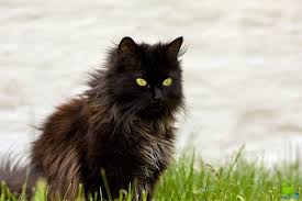 Chantilly Tiffany In Nature Photo Jpg 800 533 Chantilly Cat Black Cat Breeds Cat Breeds