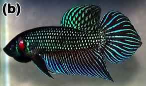 Info On Betta From Splenden Complex Group Siamese Fighting Fish Betta Fish Cupang