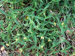 Image result for Commelina nigritana