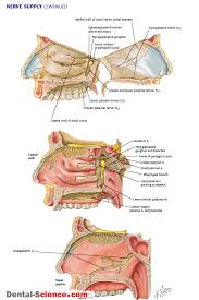 Pin On Dentistry
