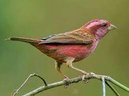 pink browed rosefinch carpodacus rodochroa by soumyajit nandy finch pink rose