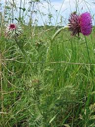 Image result for Carduus nyassanus