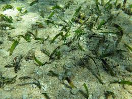 Image result for Thalassia hemprichii