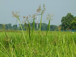 Image result for Actinoschoenus