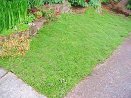 Red Thyme Lawn Substitution Http Www Stepables Com Svmanager G7 Images 5cred 20thyme 20lawn 20substitut Grass Alternative Outdoor Living Trends Ground Cover