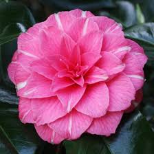 Camellia Japonica April Rose Indoor Flowering Plants Plants Camellia Flower