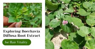 Image result for Boerhavia diffusa