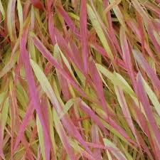Image result for hakonechloa macra nicolas