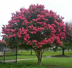 Fidanların tutması ve gelişmesi için polietilen torbalarda yetiştirilen fidanlarda da, dikim budaması uygulanmalıdır. Oya Agaci Bakimi Ve Yetistirilmesi Cicekal Net