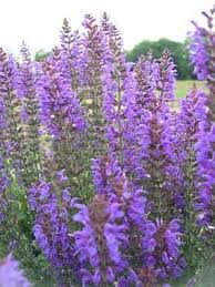 Salvia May Night Bluestone Perennials Meadow Sage Flowers Perennials Perennial Plants