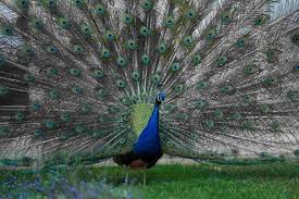And it's always difficult when a group of new friends meet together for the first time, to get acquainted. 85 Peacock Quotes For Birds Lovers By Kidadl