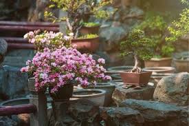 Pour concevoir un jardin japonais dans un petit espace, l'effet de trompe l'œil est de mise. Comment Creer Votre Jardin Japonais Avec Ces 4 Fleurs Japonaises