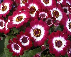 Image result for Pericallis