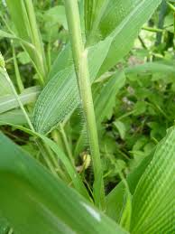 Image result for Setaria barbata