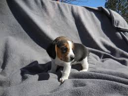 This tick coloration comes from their speckled grey/black. Beagle Puppy For Sale Petfinder