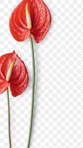 Flamingo Flower On A White Background Design Resource Design Element Free Image By Rawpixel Com Nunny Flamingo Flower Background Design White Background