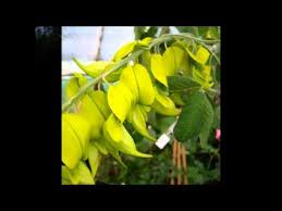 Image result for Crotalaria laburnifolia
