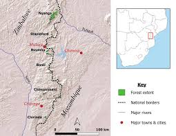 Image result for Olinia chimanimani