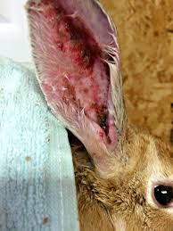 Image result for scabies rabbits ears