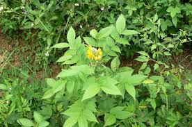 Image result for Senna hirsuta