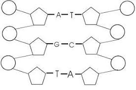 Reproduksi aseksual akan terjadi dalam sel ini yang akan digunakan untuk mengganti sel dalam pertumbuhan ulang. Gambarkan Skema Untai Dna Yang Memiliki 6 Nukleotida Peranti Guru