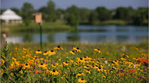 These grasses mixed with native wildflowers create natural landscapes that provide seasonal displays of color and texture. Turn Your Yard Into A Micro Prairie With Native Plants