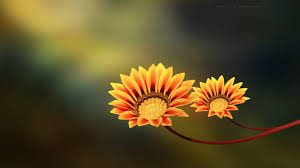 Tap and hold on an empty area. Full Hd Flower Wallpapers Hd Wallpapers Backgrounds Full Hd Wallpaper Flower 2560x1440 Wallpaper Teahub Io