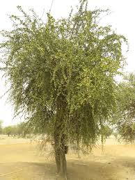 Image result for Balanitaceae