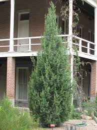 Image result for Cupressus arizonica