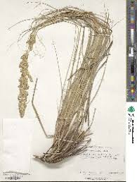 Image result for Eragrostis rotifer