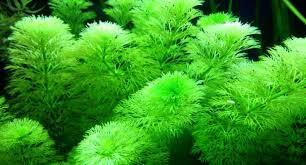 Aquascape merupakan kegiatan seni yang menguji kreativitas tangan dalam memadukan beberapa jenis tanaman, air, ranting, bonsai didalam suatu wadah aquarium dengan ukuran tertentu. Mengenal Tanaman Ikan Aquascape Jual Ikan Surabaya