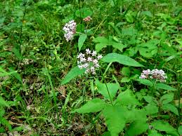 Four Leaved Milkweed Ontario Ca