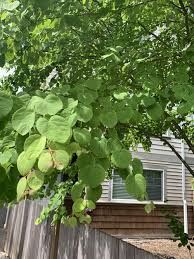 Check spelling or type a new query. Plant Id Forum Can Anyone Identify This Tree With Heart Shaped Leaves Garden Org