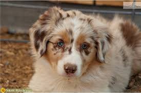 Jul 13, 2021 · don't miss what's happening in your neighborhood. Miniature Mini Australian Shepherd Red Merle Novocom Top