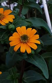 Image result for Galenia procumbens